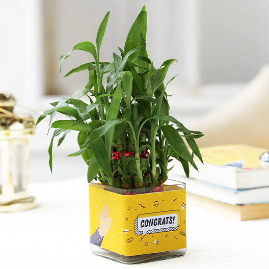 Plants
