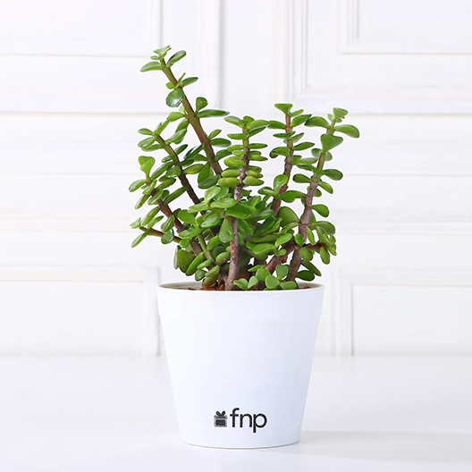 Jade Plants