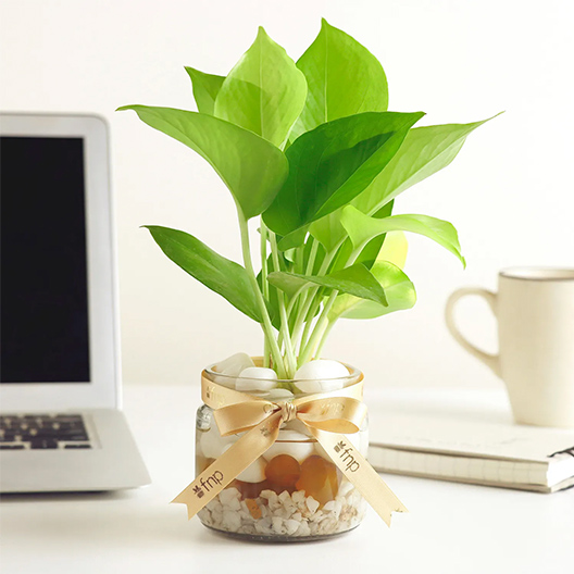 Money Plants