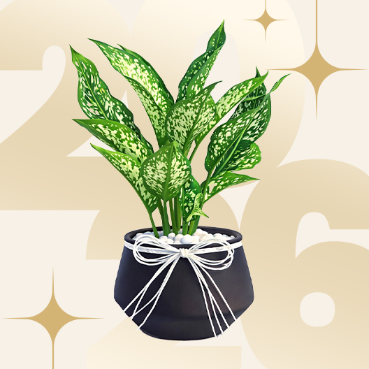 Plants