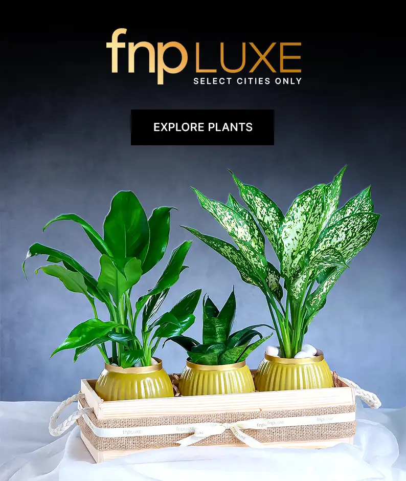 plants_luxeplants