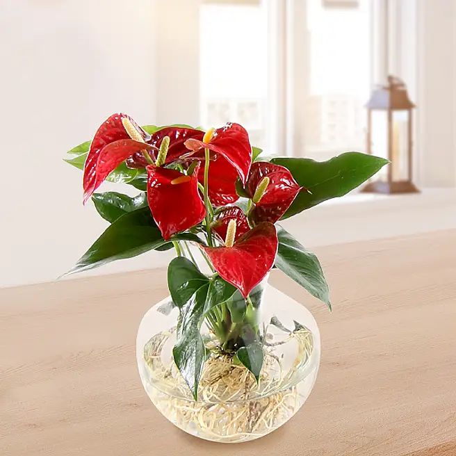 chinese money plant online Chinese Money Plant (Pilea Peperomioides) – Rolling Greens main image 1