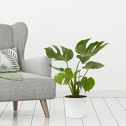 Plants Delivery in Germany | Send Plants to Germany - FNP