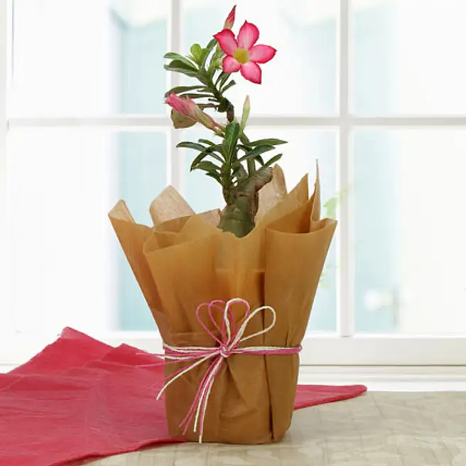 Adenium Fragrant Buy/Send Fragrant Adenium FNP Online- FNP