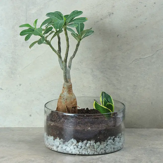 Buy/Send Adenium Desert Rose Terrarium Online- FNP
