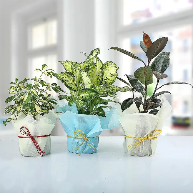 Set of 3 Lush Plants