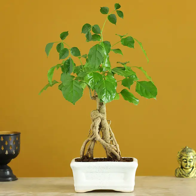 Buy/Send Radermachera Bonsai In Ceramic Tray Online- FNP
