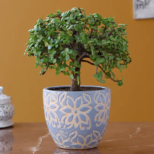 buy-send-jade-plant-in-sky-blue-ceramic-pot-online-fnp
