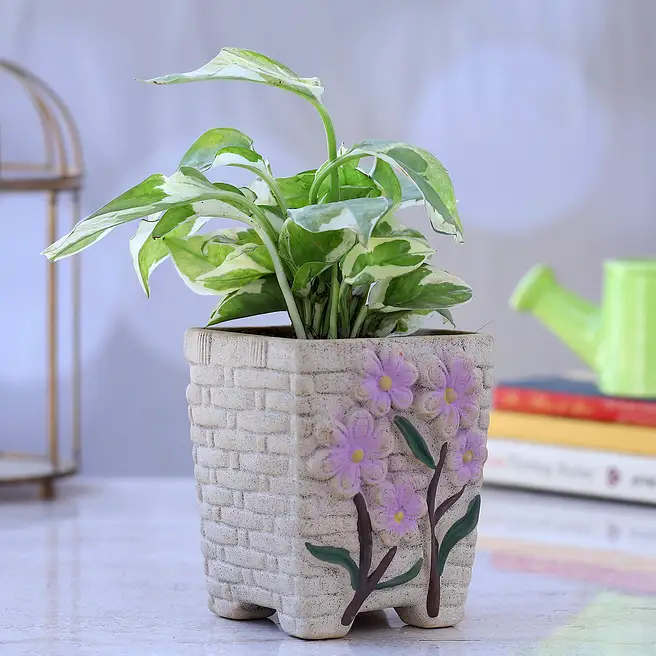 Buy/Send White Pothos Plant In Flower Embossed Pot Online- FNP
