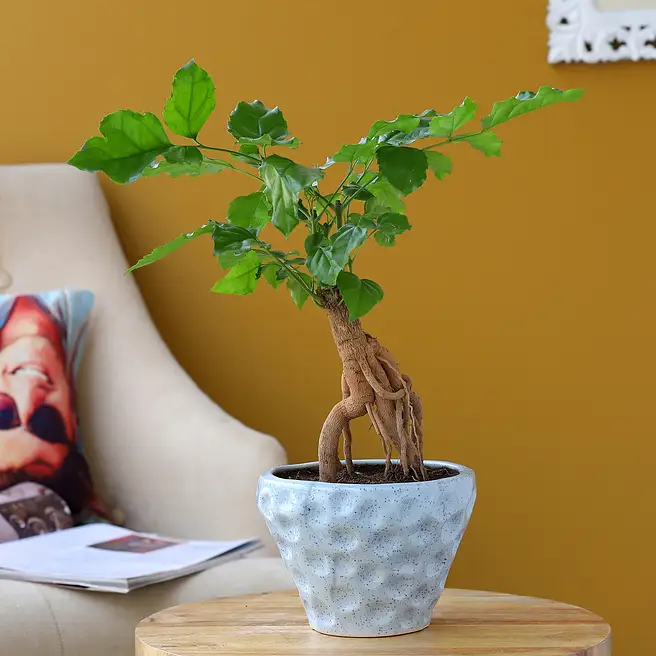 Buy/Send Radermachera Bonsai Plant In Sky Blue Ceramic Pot Online- FNP