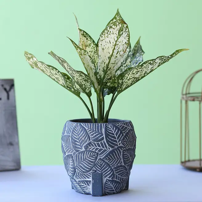 hanging snake plant Stained Glass