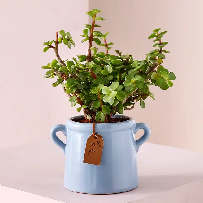 buy-send-jade-plant-soothing-blue-pot-online-fnp
