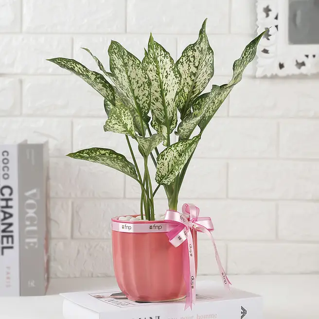 Double Delight On Mother's Day Pot