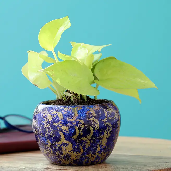 Golden Money Plant In Gold Metal Pots