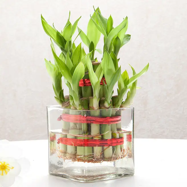 Square Vase 2 Layer Bamboo Plants