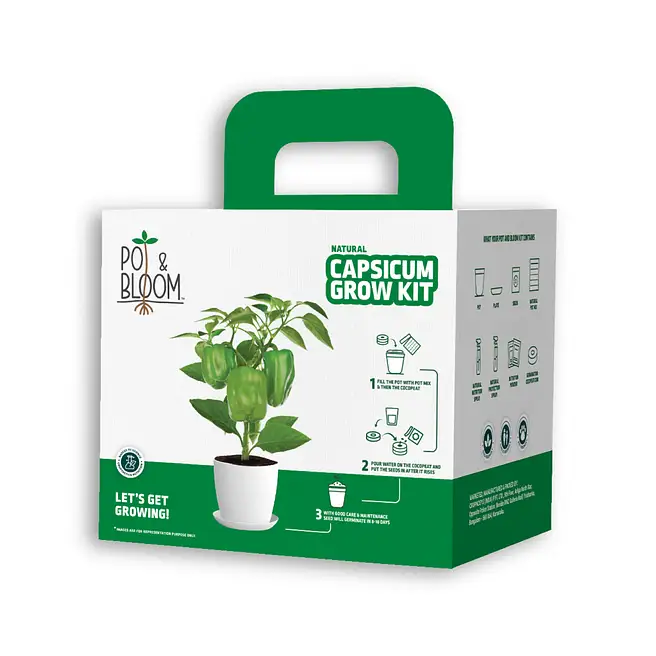 buy-send-capsicum-diy-kit-online-fnp