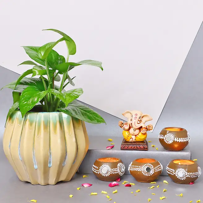 Diwali Money Plant Serenity