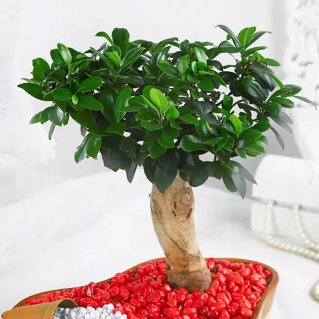 Buy/Send Bonsai Plant Vibrant Garden Pot Online- FNP