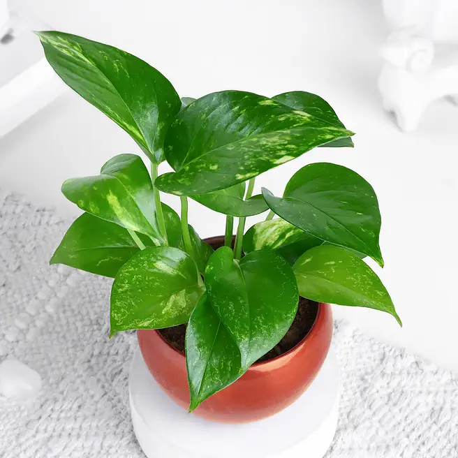 money plant chinese Pilea main image 1