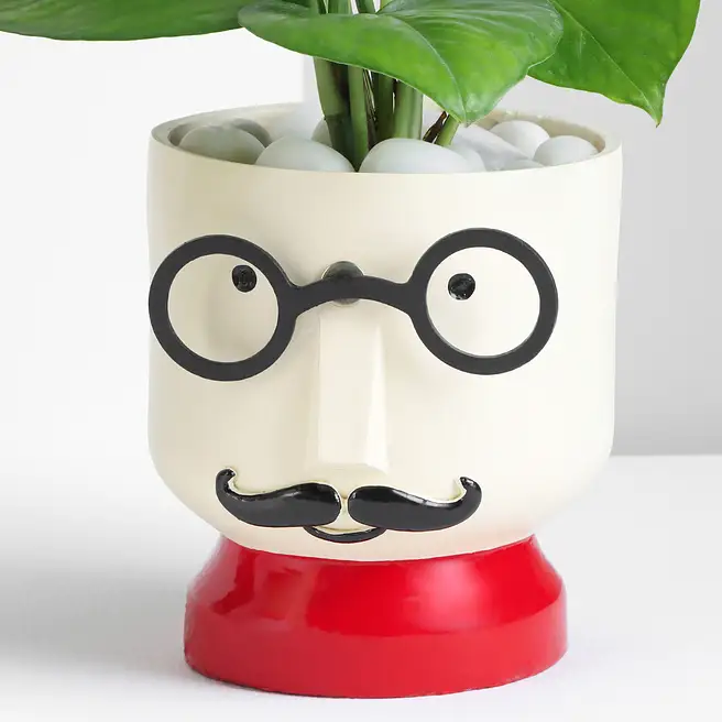 Buy/Send Cheerful Chap Money Plant Online- FNP