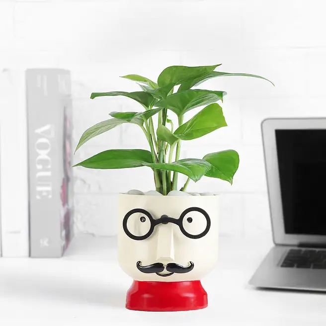 Buy/Send Cheerful Chap Money Plant Online- FNP