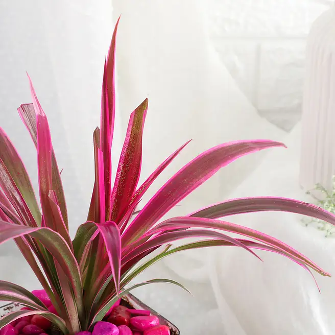 Buy/Send Soothing Green Spider Plant Charm Online- FNP