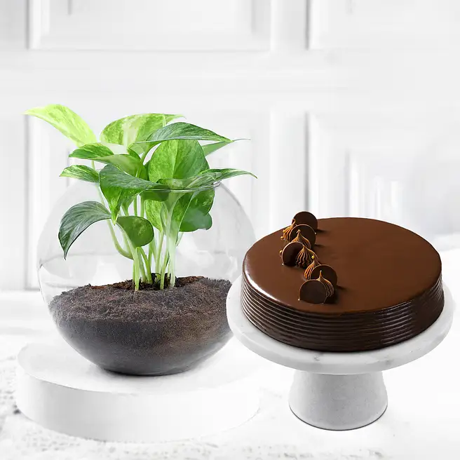Eggless Cake & Money Plant Combo