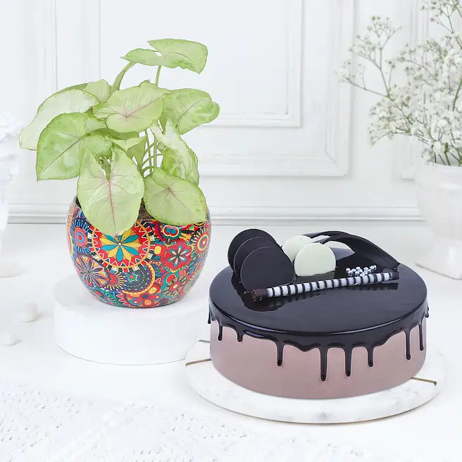 Chocolate Ecstasy Combo