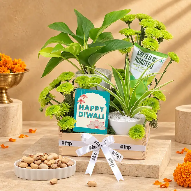 Green Prosperity Plant n Diwali Treats Set