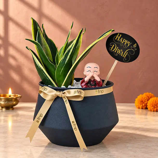 Milt Sansevieria Diwali Harmony