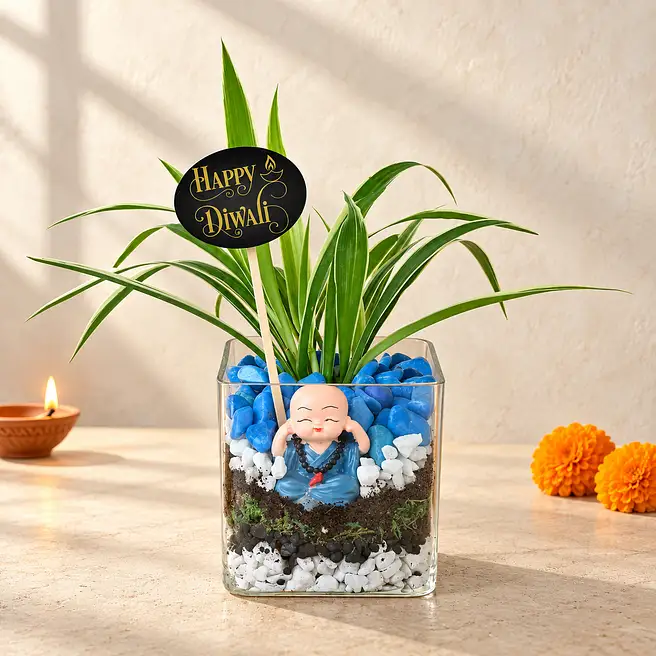 Spider Plant Serenity Gift