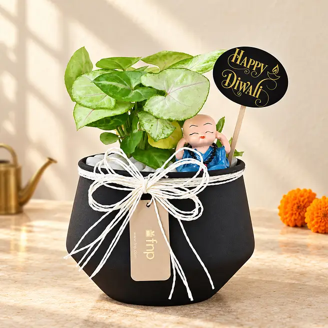 Syngonium Prosperity Plant