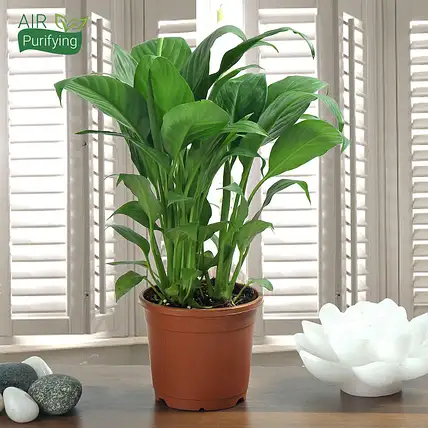 hanging plants on stairs 5 Tier Metal Plant Stand with Hanging Hook for Multiple Plants-White –  Level Up Desks