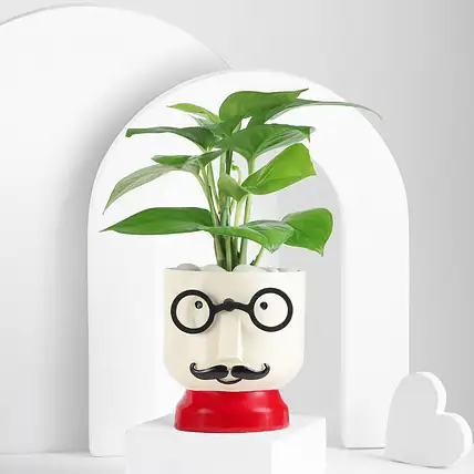 Buy/Send Cheerful Chap Money Plant Online- FNP