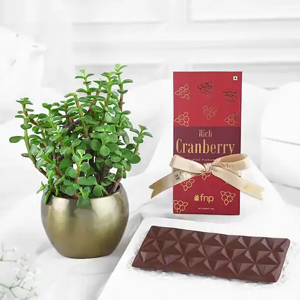 Buy/Send Green Delights Chocolate Kit Online- FNP