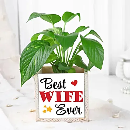 Prosperity Money Plant Karwa Chauth Set-picture-34