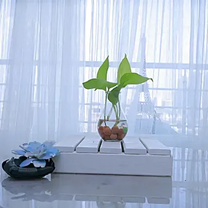 Chic Money Plant Arrangement-picture-40