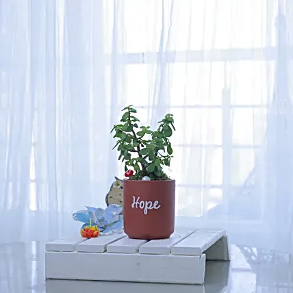 Natures Charm Plant Gift-picture-44