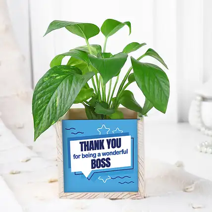 Boss Day Green Money Plant n Organiser Set-picture-16