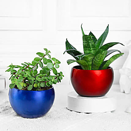 Green Jade n Sansevieria Duo in Metal Pots
