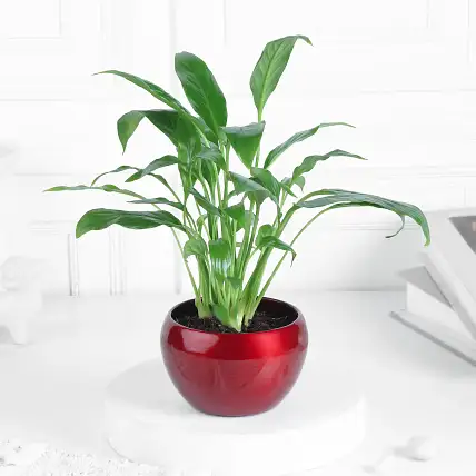 Peace Lily in Red Metal Pot-picture-11