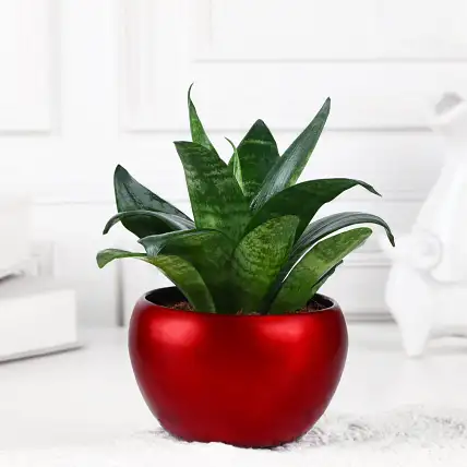 Sansevieria Plant in Red Metal Pot-picture-24