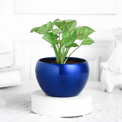 Golden Syngonium in Blue Metal Pot-picture-12