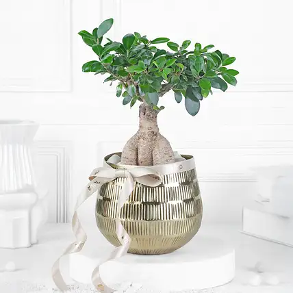 Eternal Green Ficus Bonsai-picture-47