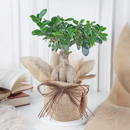 Lush Ficus Bonsai in Jute Wrap-picture-25
