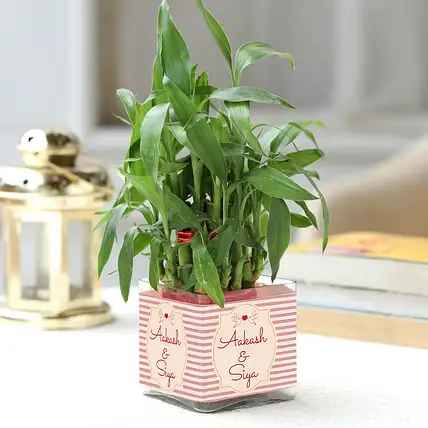 Personalised Lucky Bamboo in Glass Vase-picture-31
