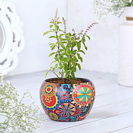 Sacred Tulsi in Rajwada Pot