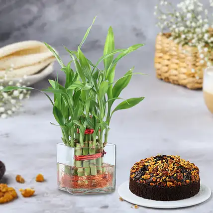 Bamboo Plant with Dates N Walnut Cake-picture-32
