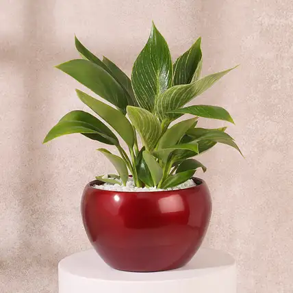 Philodendron Birkin in Red Pot-picture-14