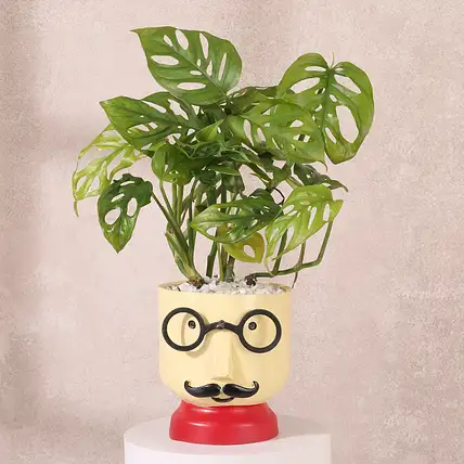 Monstera Broken Heart Plant-picture-17